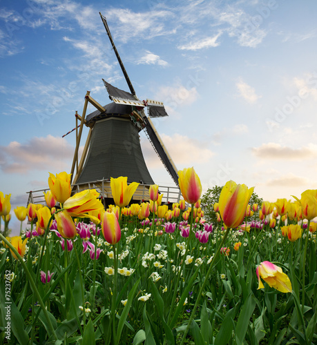 Fototapeta na wymiar one dutch windmill over tulips