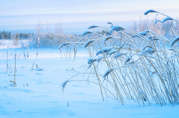 Wall Mural - Winter landscape with snow-covered reed