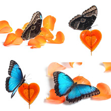 Сollage Of Blue Butterfly On Red Candy And Orange Petals