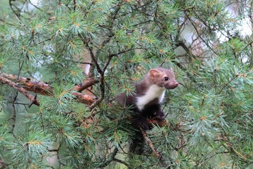 marten beech, martes foina on pine tree