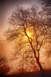 canvas print picture - Intense dawn with vivid sun and autumnal oak  tree