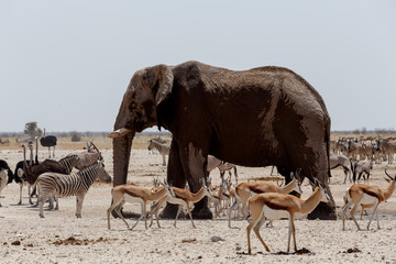 Wall Mural - animal trafic on muddy waterhole in etosha