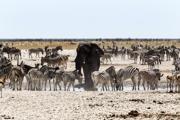 Wall Mural - african elephant drinking together with zebras and antelope at a
