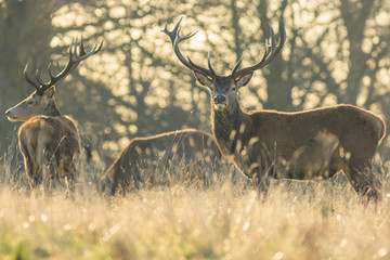 Wall Mural - red deer