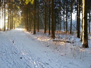 Wall Mural - Waldweg im Winter