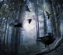 Crows In The Forest