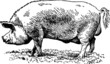 Vintage Illustration pig boar