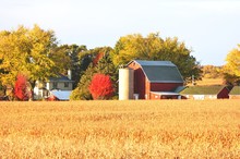 Farm Behind Cornfield