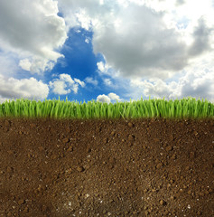 Poster - Springtime, conceptual image. Green grass with soil