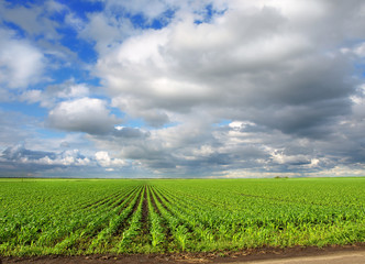 Canvas Print - Corn Field