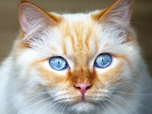 Close-up Of White-brown Cat With Blue Eyes