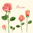 Vector Rose watercolor