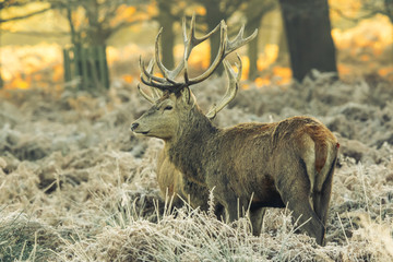 Fototapete - Red deer 