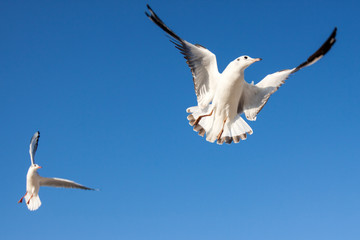 Seagulls flying in the blue sky