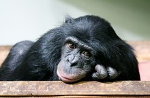 Sad Chimp Chimpanzee Stock Photo Monkey Ape (Pan Troglodytes Or Common Chimpanzee) Chimp Looking Sad And Thoughtful Photograph Image Picture