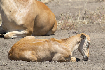 Poster - Calf of hartebeest