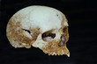 Cráneo primitivo, Mérida, Badajoz, España