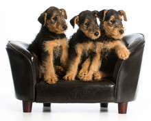 Airedale Terrier Litter