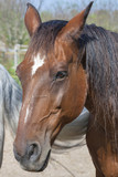 Fototapeta Konie - portrait of a brown horse from Tuscany