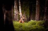 Fototapeta Las - Whitetail Deer Buck standing in a woods