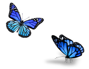 Two blue butterflies on white