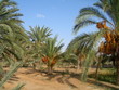 The date palm tree