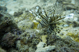 Fototapeta Do akwarium - lion fish underwater marine life