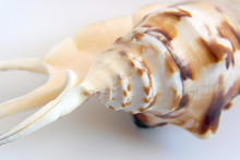 Sea Shell Macro View Texture