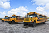 Fototapeta  - School Buses on Parking Lot