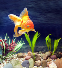Red Fantail, Aquarium Native Gold Fish