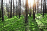 Fototapeta Na ścianę - Sunny and green forest