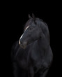 Black horse head on black background, isolated.