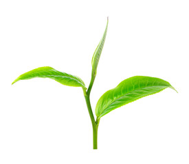 Poster - green tea leaf isolated on white background