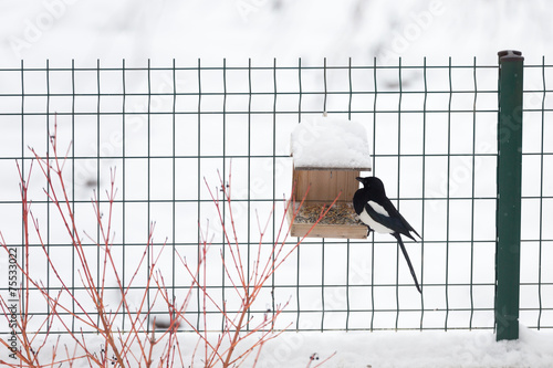 Oiseau Pie à La Mangeoire Buy This Stock Photo And Explore