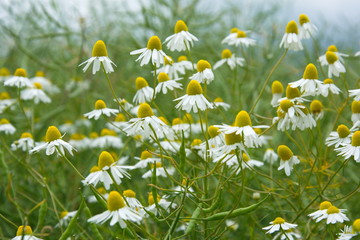 Kamille Blüten Wiese