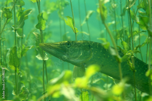Fotografie, Obraz Hecht (Esox lucius) zwischen Wasserpflanzen