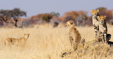 Cheetah Cubs On Termite Mount