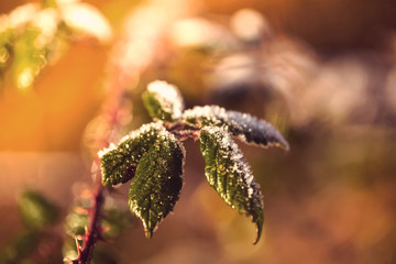 Wall Mural - First frost over leaf with sunrise color in background