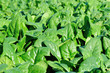 Green spinach in growth at vegetable garden 