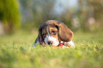 Beagle puppy - spring portrait