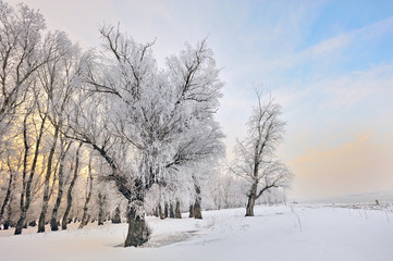 Frosty winter trees