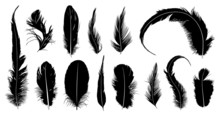 Set Of Different Feathers Isolated On White