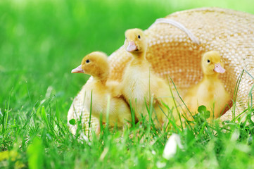 Wall Mural - fluffy  ducklings