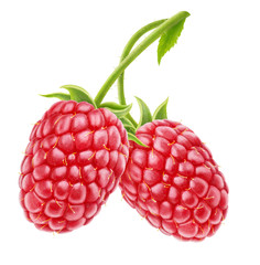 Raspberries on white background