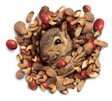 Squirrel Nut Burst
