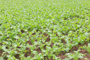 vegetable field