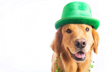 St. Patrick's Day Dog