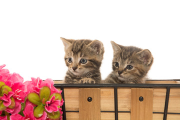 two cute tabby kittens