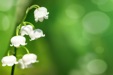Aufkleber - Spring background with blooming lilies close-up