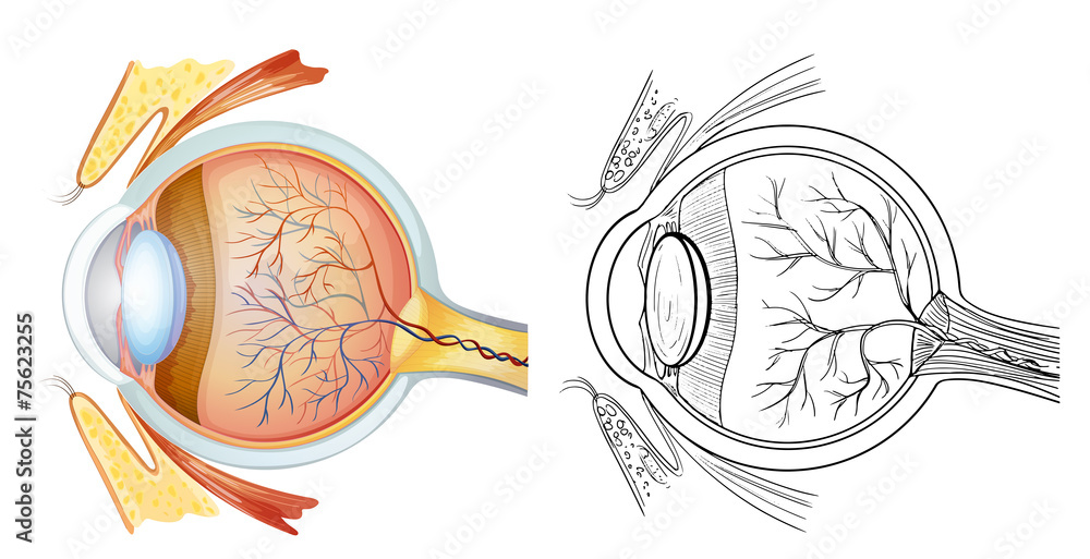 Eye anatomy Stock Vector | Adobe Stock